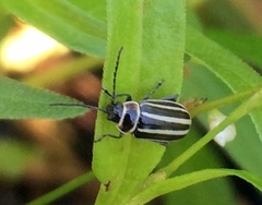 Disonycha pensylvanica