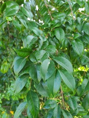 Eugenia biflora
