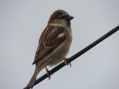Passer domesticus