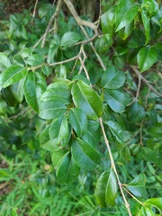 Eugenia biflora