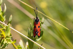 Zygaena hilaris