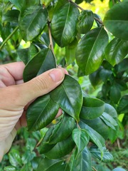 Eugenia biflora