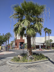 Washingtonia filifera