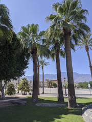 Washingtonia filifera