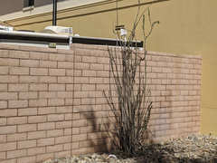 Fouquieria splendens