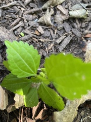 Pilea pumila