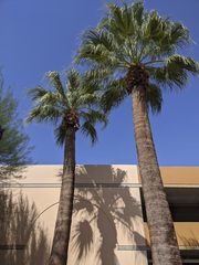 Washingtonia filifera
