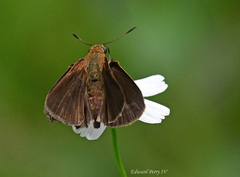 Euphyes dukesi calhouni