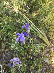 Gentianopsis detonsa raupii