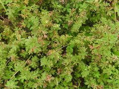 Alchemilla procumbens