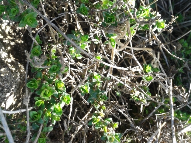 Thymus dreatensis