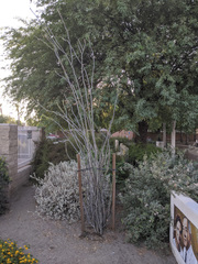 Fouquieria splendens