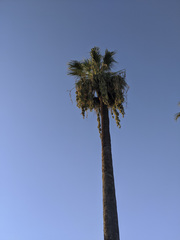 Washingtonia filifera