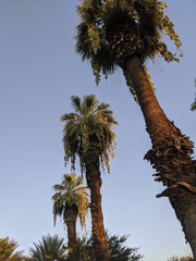 Washingtonia filifera