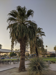 Washingtonia filifera