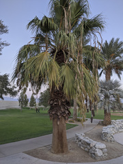 Washingtonia filifera