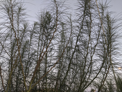 Parkinsonia aculeata