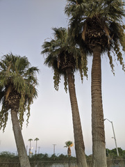 Washingtonia filifera
