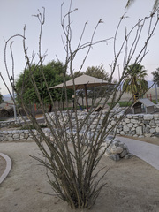 Fouquieria splendens