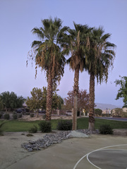 Washingtonia filifera