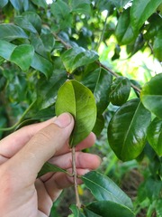 Eugenia biflora