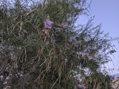 Chilopsis linearis