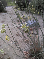Asclepias subulata