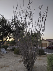 Fouquieria splendens