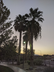 Washingtonia filifera
