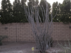 Fouquieria splendens