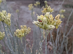 Asclepias subulata