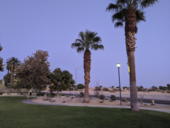 Washingtonia filifera