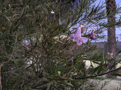 Chilopsis linearis