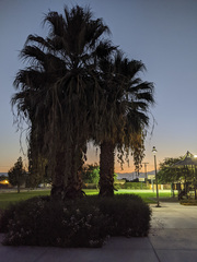 Washingtonia filifera