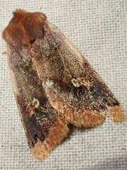 Agrochola pulchella