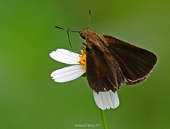 Euphyes dukesi calhouni