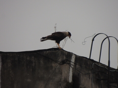 Caracara plancus