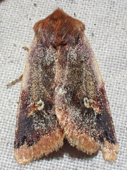 Agrochola pulchella