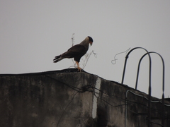 Caracara plancus