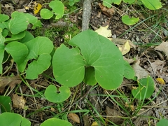 Asarum canadense