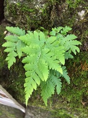 Dryopteris subexaltata