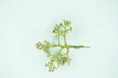 Cryptocarya elliptifolia