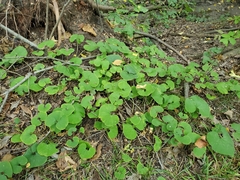 Asarum canadense