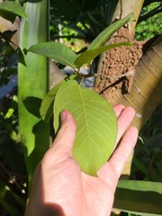 Ficus trigonata