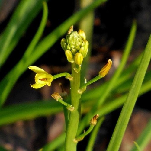 Image of Leek Lily (Bulbine semibarbata) by (c) Max Campbell, some rights reserved (CC BY)