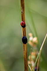 Canthophorus melanopterus