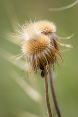 Canthophorus melanopterus