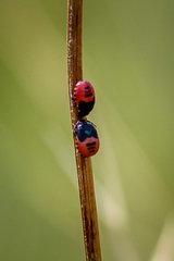 Canthophorus melanopterus