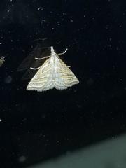 Leptosteges parthenialis
