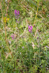 Oxytropis baschkiriensis